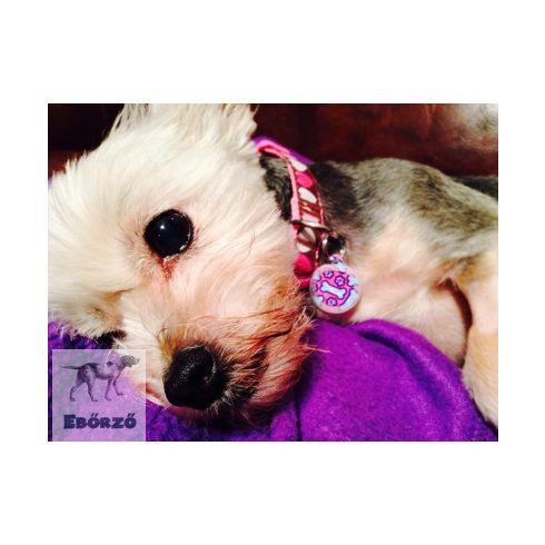 Pink Dog biléta
