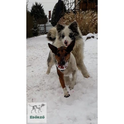 GoughNuts labda piros