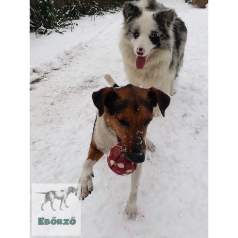 GoughNuts labda piros