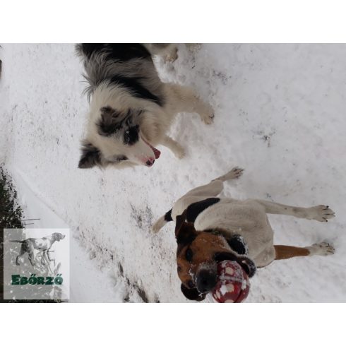 GoughNuts labda piros