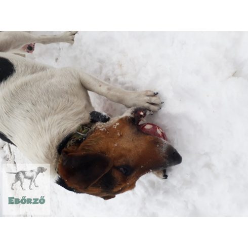 GoughNuts labda piros