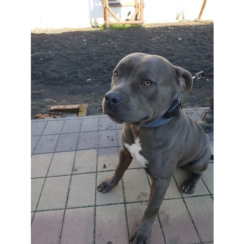 DOGWATCH® láthatatlan kerítés, kutyakerítés közepes- és nagykutyáknak Bronz "M-L" csomag