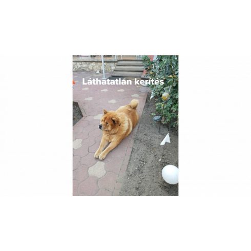 DOGWATCH® láthatatlan kutyakerítés, kiskutyáknak "S" csomag