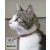 Lupine macska nyakörv (Lollipop 1,25 cm széles CAT 21-30 cm )
