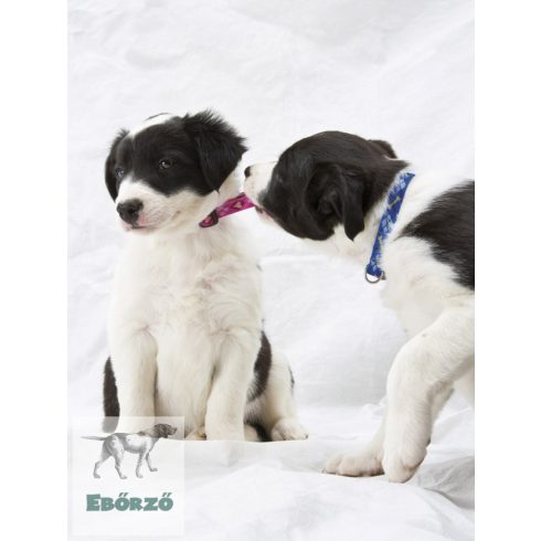 LUPINE nyakörv (Puppy Love 1,25 cm széles 26-40 cm)