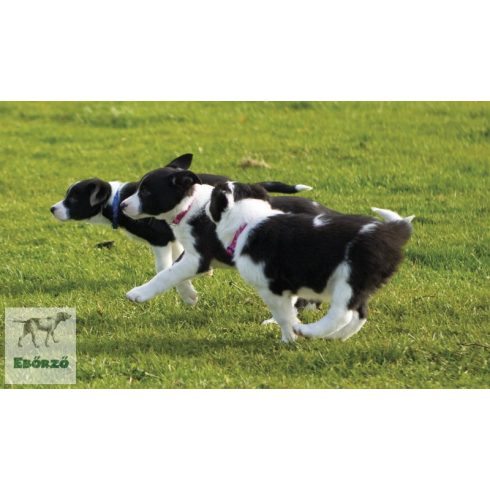 Lupine Original Designs Puppy Love Padded Handle Leash 1,25 cm width 122 cm - For small dogs