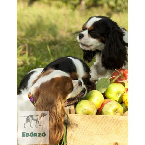 Lupine Original Collection Candy Apple Adjustable Collar 1,25 cm width 16-22 cm -  For Small Dogs