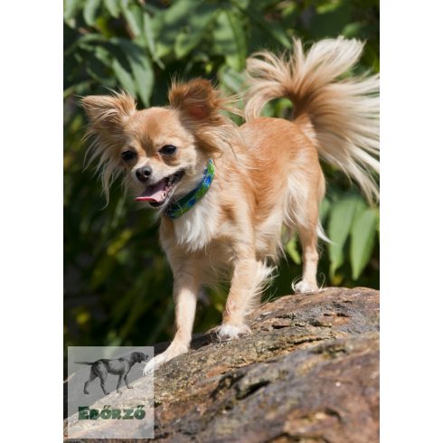 Lupine Original Collection Tail Feathers Adjustable Collar 1,25 cm width 16-22 cm -  For Small Dogs