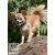 Lupine Original Collection Tail Feathers Adjustable Collar 1,25 cm width 16-22 cm -  For Small Dogs