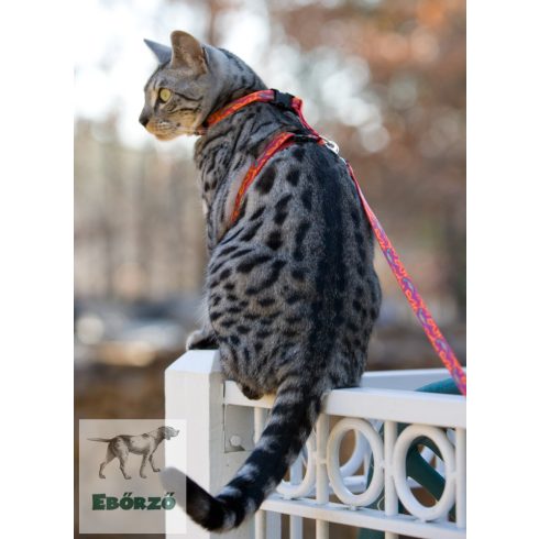 Lupine H-hám (Go Go Gecko 1,25 cm széles  23-35 cm)