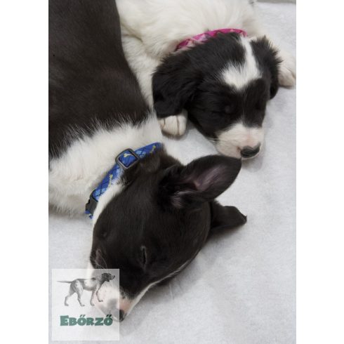 Lupine Original Designs Dapper Dog Padded Handle Leash 1,25 cm width 122 cm - For small dogs