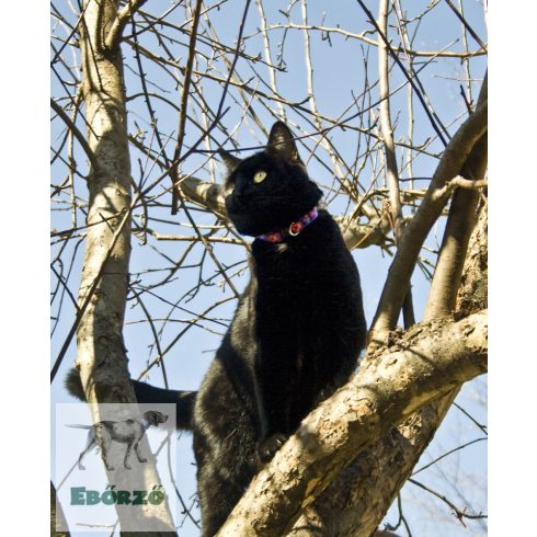 Lupine macska nyakörv (Spring Fling 1,25 cm széles CAT 21-30 cm )