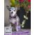 Lupine Original Collection Spring Fling Roman Harness  1,25 cm width 23-35 cm -  For small dogs and puppies