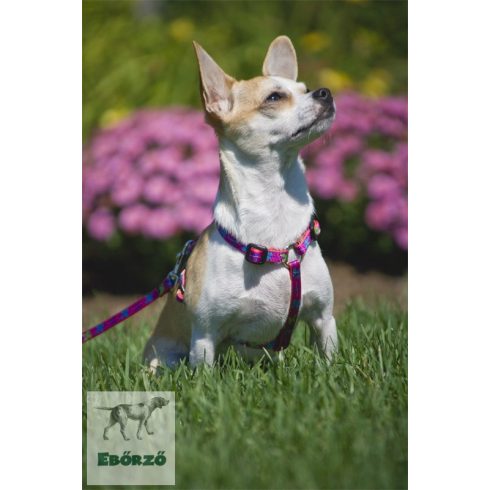 Lupine Original Collection Wing It Adjustable Collar 1,25 cm width 16-22 cm -  For Small Dogs