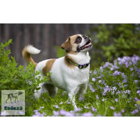 Lupine Original Collection Big Easyt Adjustable Collar 1,25 cm width 16-22 cm -  For Small Dogs