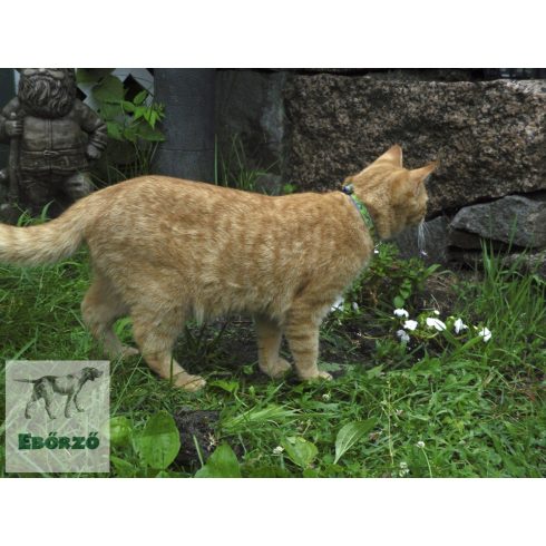 Lupine macska nyakörv (Big Easy 1,25 cm széles CAT 21-30 cm )