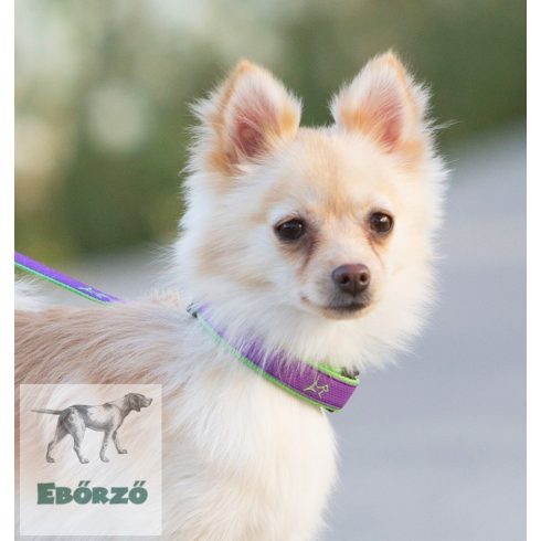 Lupine Club Collection Hampton Purple Adjustable Collar 1,25 cm width 26-40 cm -  For Small Dogs