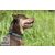 Lupine Original Collection Earth Day Adjustable Collar 1,9 cm width 34-55 cm -  For the widest range of dog sizes