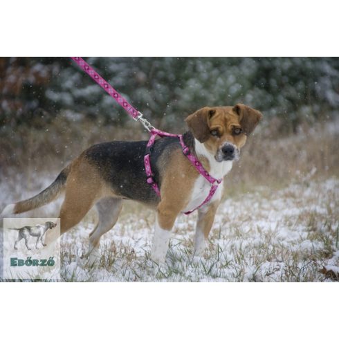Lupine Roman hám (Puppy Love 1,9 cm széles  31-50 cm)