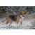 Lupine Roman hám (Puppy Love 1,9 cm széles  31-50 cm)