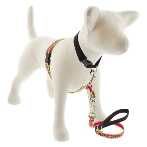 LUPINE NO PULL (Petunias 1,9 cm széles 36-60 cm)