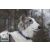 Lupine Original Collection Starry Night Adjustable Collar 1,9 cm width 23-35 cm -  For the widest range of dog sizes