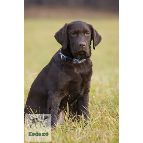 Lupine Original Collection Muddy Paws Adjustable Collar 1,9 cm width 39-63 cm -  For the widest range of dog sizes