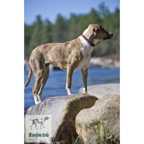 Lupine Original Collection Down Under Adjustable Collar 1,9 cm width 39-63 cm -  For the widest range of dog sizes