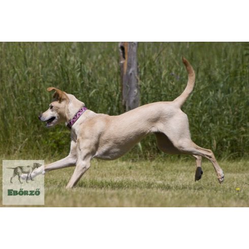 Lupine Original Collection Tickled Pink Adjustable Collar 1,9 cm width 34-55 cm -  For the widest range of dog sizes