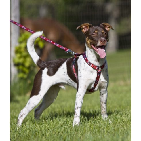 Lupine Original Collection Wild West Roman Harness  1,9 cm width 51-81 cm -  For the widest range is dog sizes