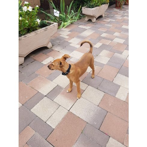 Elektromos nyakörv - R7M - kiskutyáknak Dogwatch® kutyakerítéshez