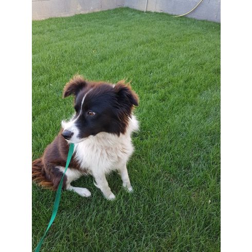 R9-es elektromos nyakörv Közép- és nagykutyáknak láthatatlan  kutyakerítéshez