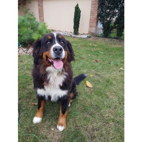 R9-es elektromos nyakörv Közép- és nagykutyáknak láthatatlan  kutyakerítéshez