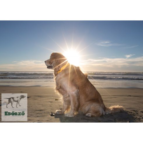 LUPINE nyakörv (ECO Sunshine 2,5 cm széles 31-50 cm)