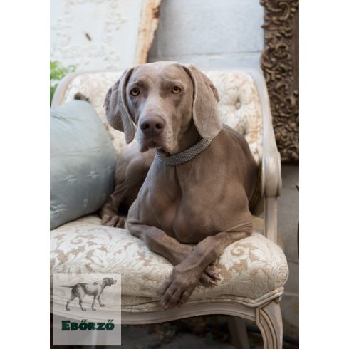 Lupine póráz (ECO 2,5 cm széles Granite 183 cm)