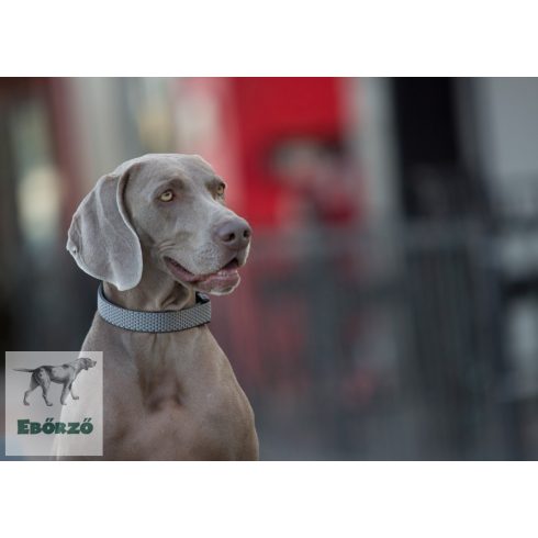 Lupine póráz (ECO 2,5 cm széles Granite 183 cm)