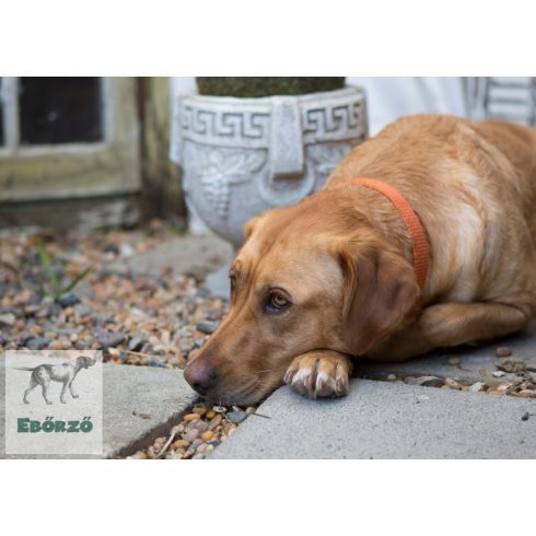 LUPINE nyakörv (ECO Pumpkin 2,5 cm széles 41-71 cm)