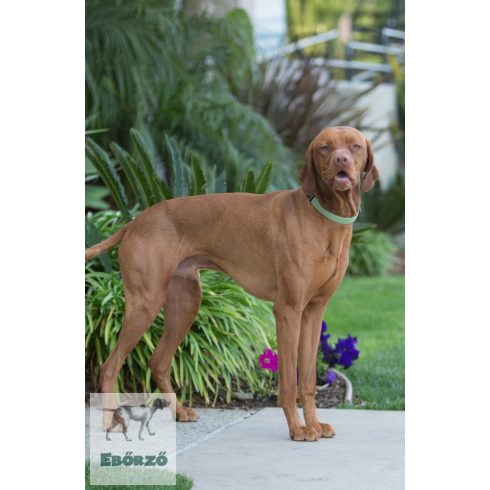 LUPINE nyakörv (ECO Moss 2,5 cm széles 41-71 cm)