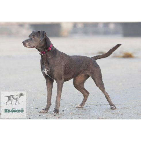 LUPINE nyakörv (ECO Berry 2,5 cm széles 31-50 cm)