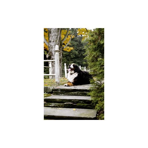 kutya szökésgátló