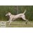LUPINE nyakörv (Tickled Pink Dogwatch S 3/4")
