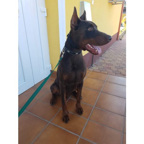DOGWATCH® láthatatlan kerítés, kutyakerítés, közepes- és nagykutyáknak Silver "M-L" csomag T1200/R9