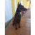 DOGWATCH® láthatatlan kerítés, kutyakerítés, közepes- és nagykutyáknak Silver "M-L" csomag T1200/R9