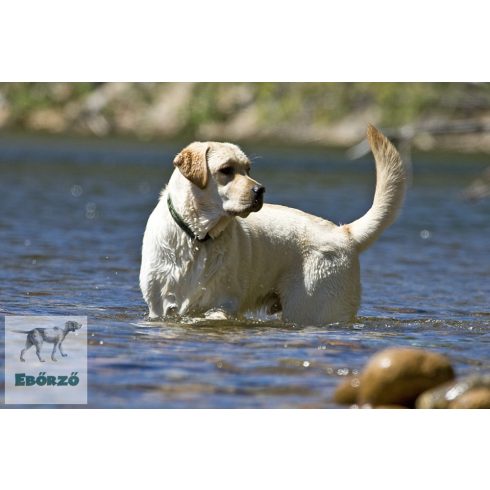 Lupine Original Designs Brook Trout Padded Handle Leash 2,5 cm width 122 cm - For medium and larger dogs