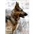 LUPINE Halsband (Shadow Hunter 2,5 cm breit 64-78 cm) 