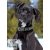 LUPINE Halsband (Santa's Treats 2,5 cm breit 41-71 cm)