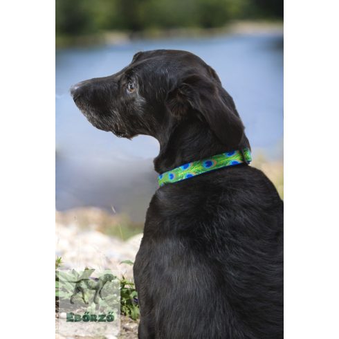 Lupine Original Designs Tail Feathers Padded Handle Leash 2,5 cm width 122 cm - For medium and larger dogs