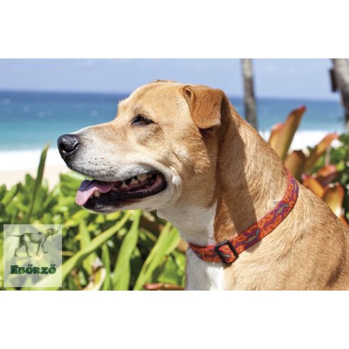 LUPINE nyakörv (Go Go Gecko 2,5 cm széles 31-50 cm)