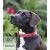 Lupine Original Collection Go Go Gecko Martingale Training Collar 2,5 cm width 39-55 cm -  For Medium and Larger Dogs