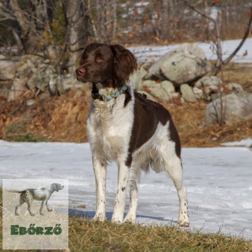 LUPINE nyakörv (Gone Fishin 2,5 cm széles 31-50 cm)